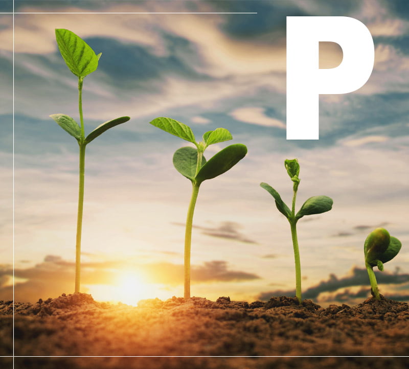 Phosphates Fertilizer